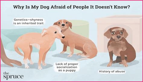 What do I do if my dog snaps at my baby?