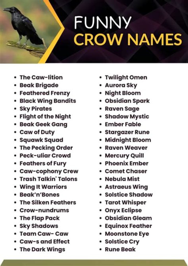 210 Good Pet Crow Names Animal Names