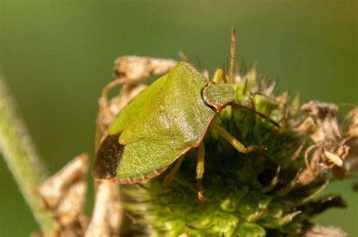 A Bug's Life (2024 film)