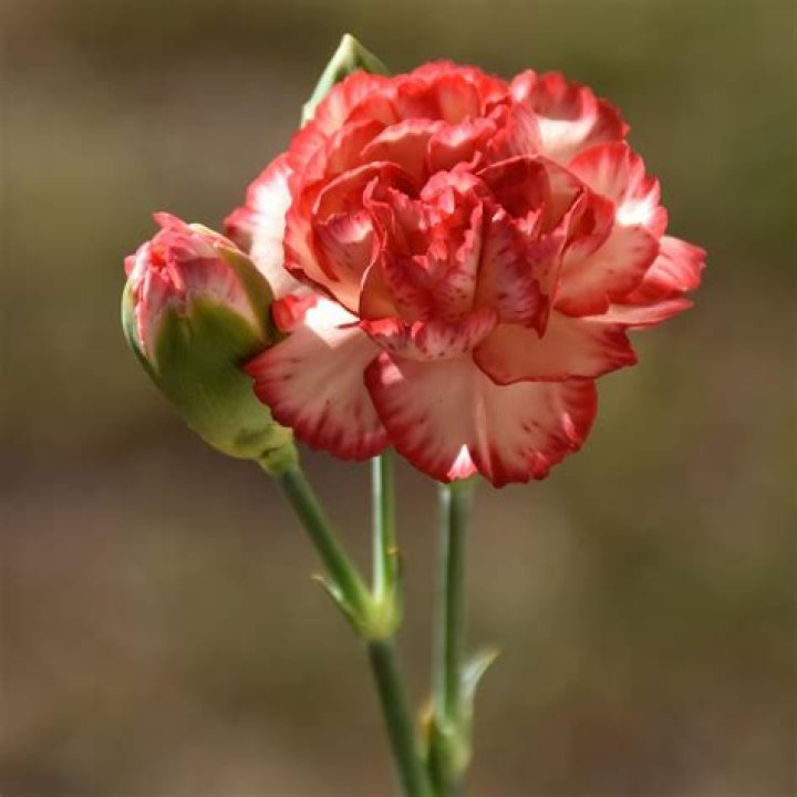 an image of carnation flower color meaning