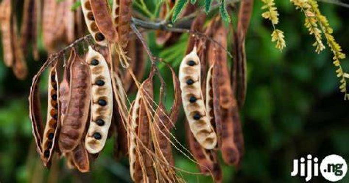 bagaruwa (acacia) seeds Wholesale Kayanmata