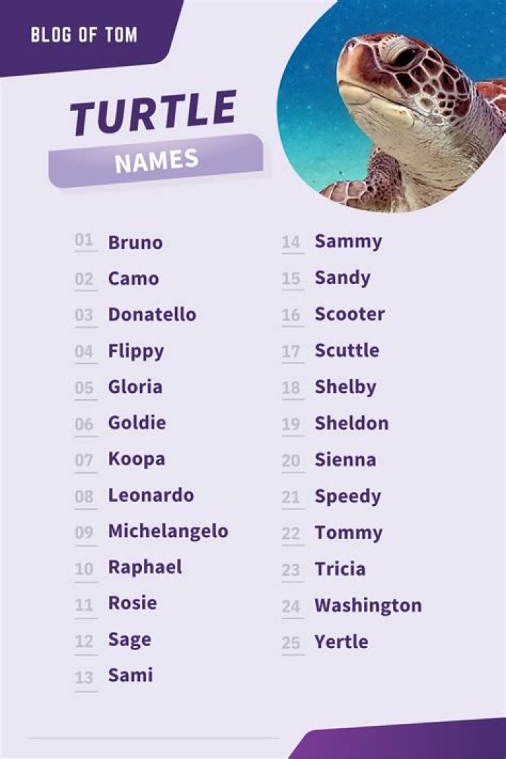 Best Turtle Names in English Vocabulary Point