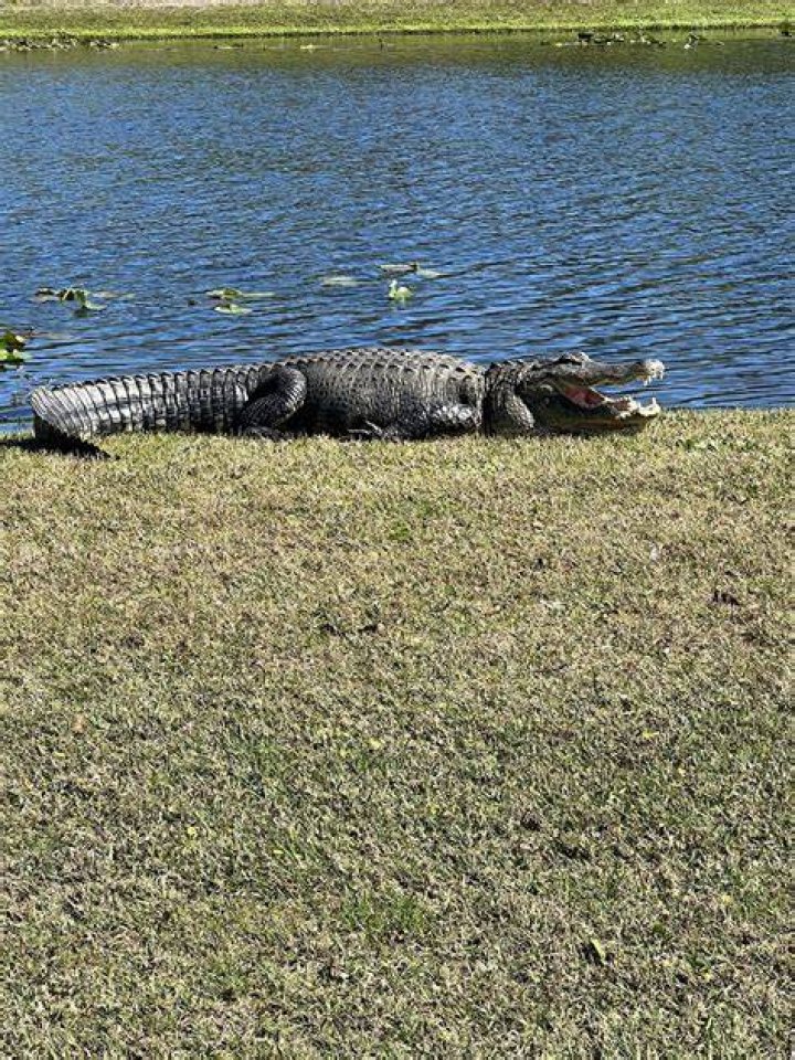 ‘Big Fella..’: A Massive Gator At a Florida Golf Course Catches Former World No.
1 By Surprise