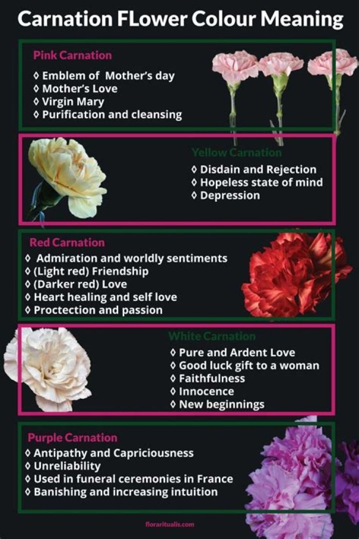 Carnation meaning. Discover the true origins and symbolism of this flower