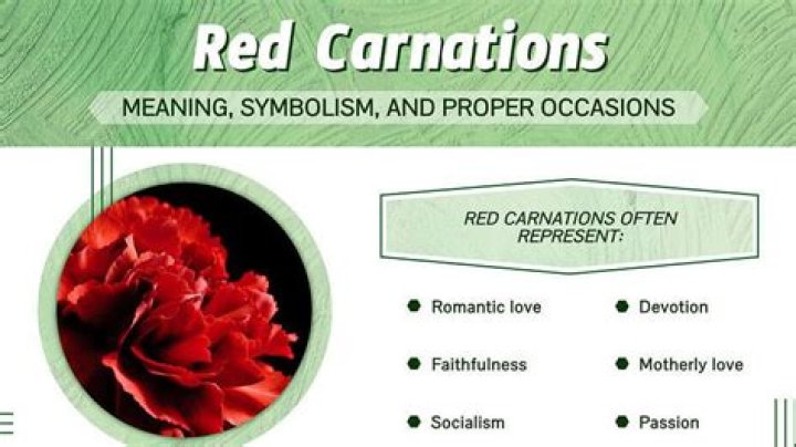 Carnations Meaning: Unveiling The Symbolism Behind The Beautiful Flower
