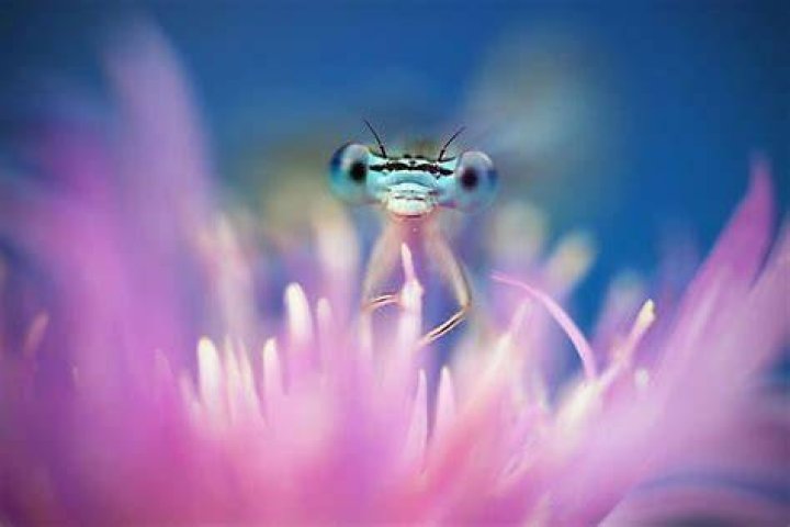 Cute Dragonfly: Exploring The Fascinating World Of Adorable Dragonflies