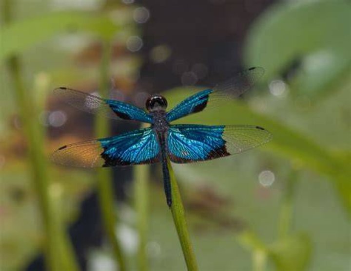 Dragonfly SMILINGBAGEL