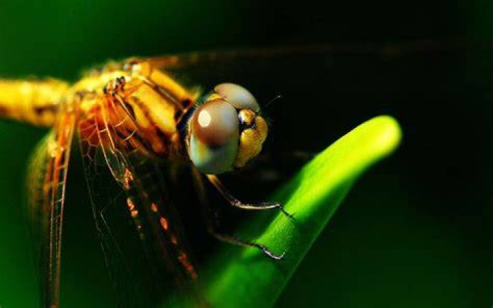 Dragonfly Wallpapers Fun Animals Wiki, Videos, Pictures, Stories