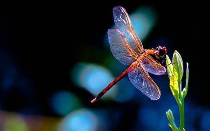 Dragonfly Wallpapers HD