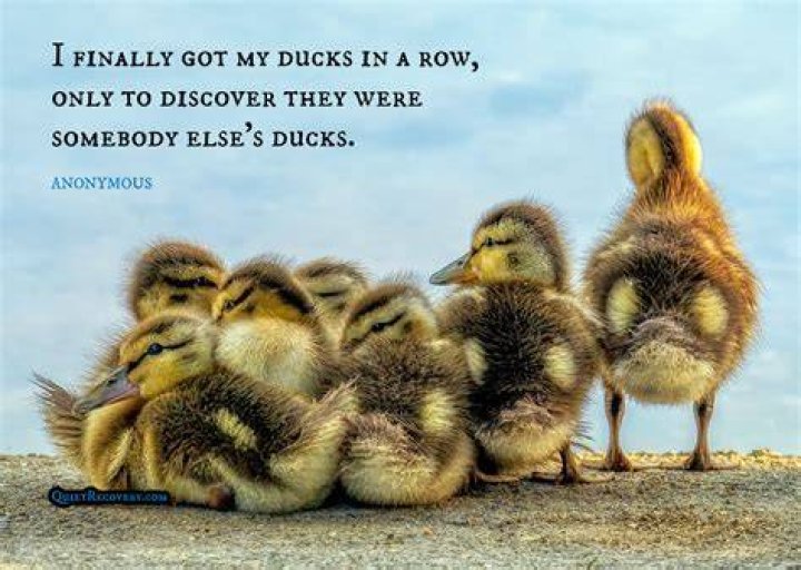 Duck Quotes: The Wisdom And Humor Of Our Feathered Friends
