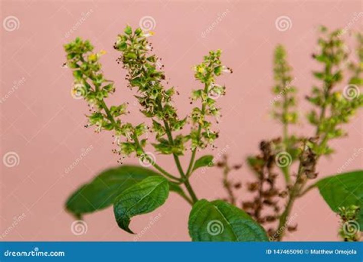 Efinrin African Basil Flowering in a Garden Stock Photo Image of