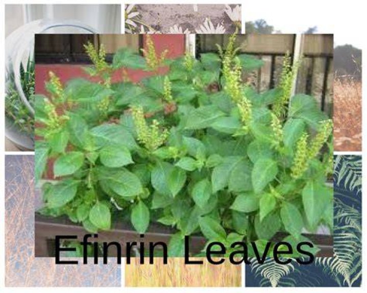 Efinrin Leaves also known as scent leaves play important roles in our
