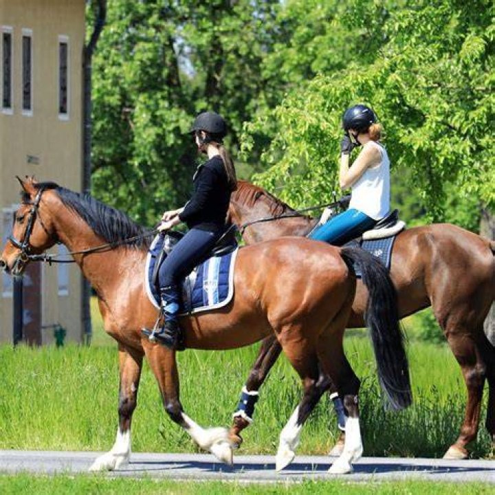 Equestrian Community Faces Backlash in Clash with Residents Near Grand Oaks Resort