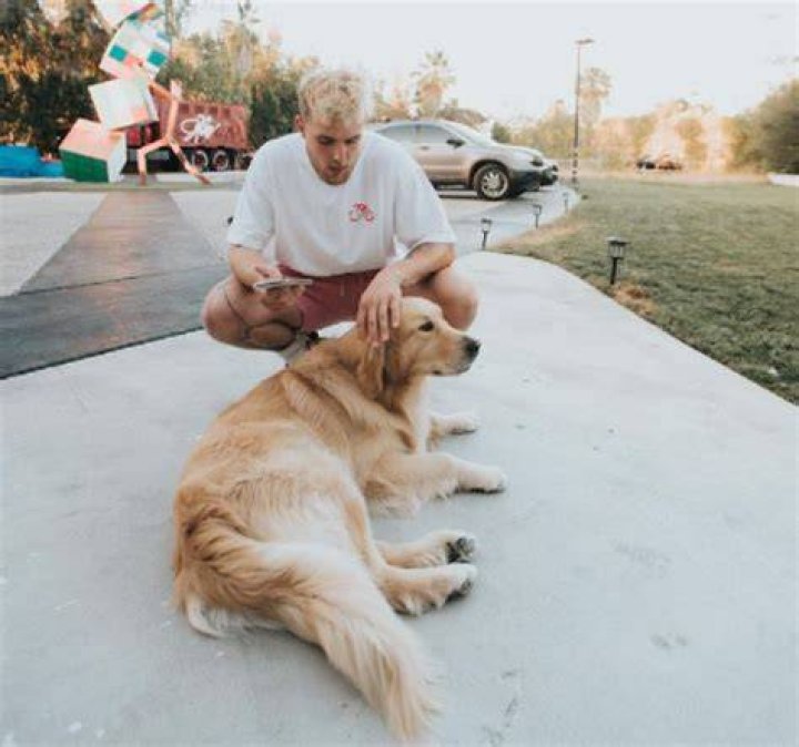 Everything About Jake Paul’s Dogs: Breed, Followers, and More