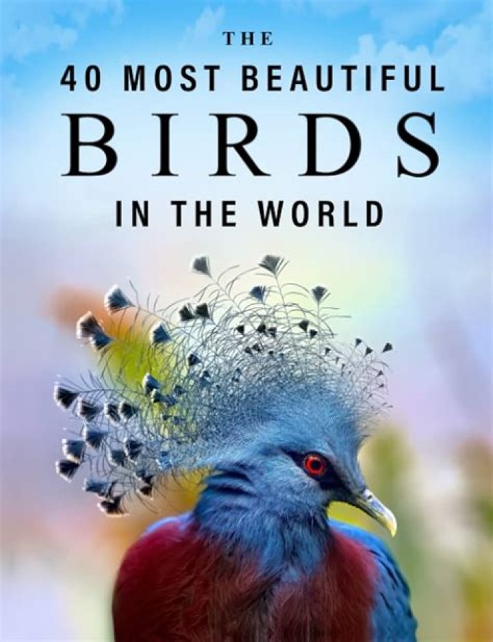 Exploring The Beauty Of Birds: A Comprehensive Guide To The Most Beautiful Birds In The World