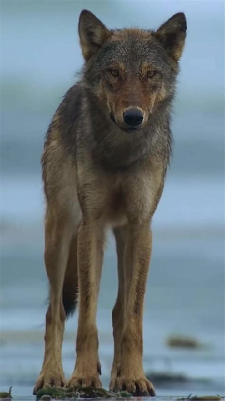 Exploring The Fascinating World Of Cool Wolves