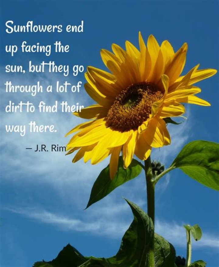 Famous Quotes About Sunflowers Meme Image 16 QuotesBae