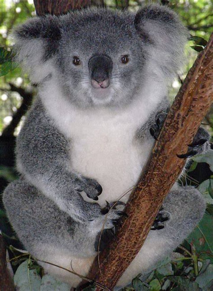 FileFriendly Female Koala.JPG Wikipedia