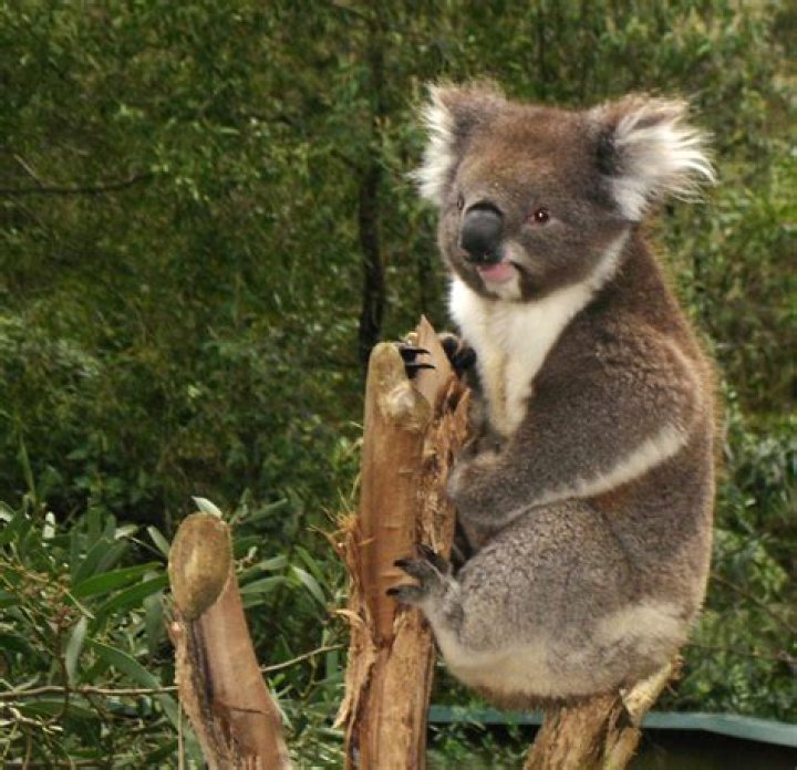 FileKoala.jpg Wikipedia