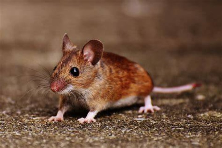 Free Images mouse, mammal, rodent, fauna, rat, whiskers, vertebrate