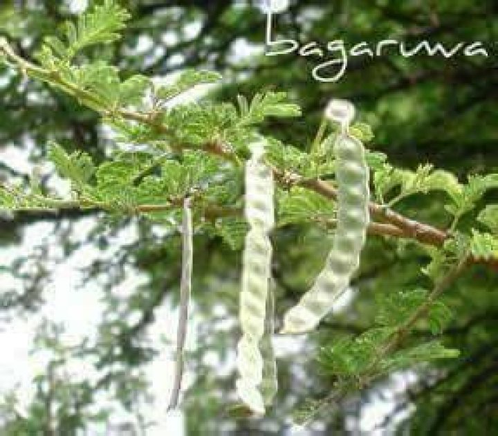 How Women Use Acacia Bagaruwa Seed for Tightening & Infection
