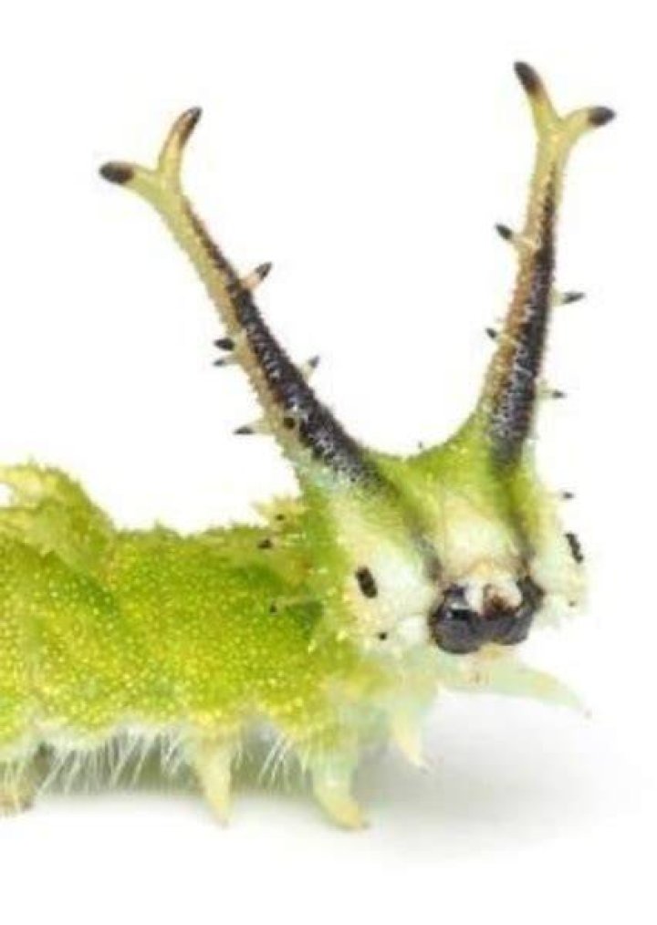 Japanese Emperor Caterpillar Fan Casting