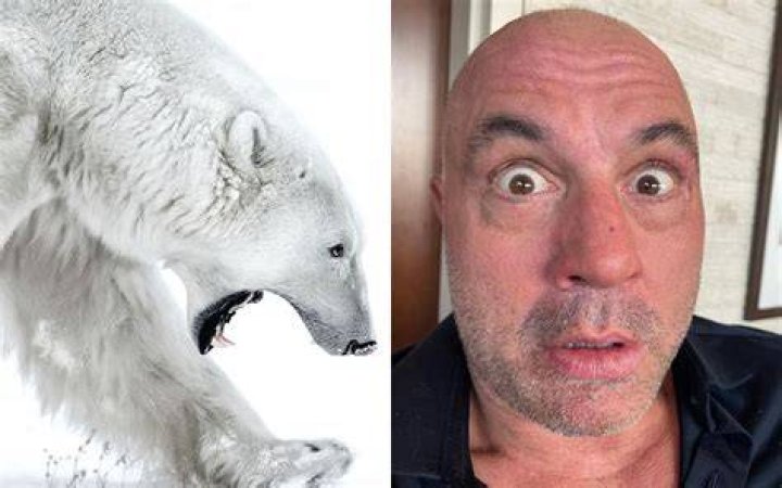 “Mark Alaska Off My Bucket List” – Fans Horrified as Joe Rogan Shares Shocking
Bear Attack Incident That Resulted in the Animal Being Shot