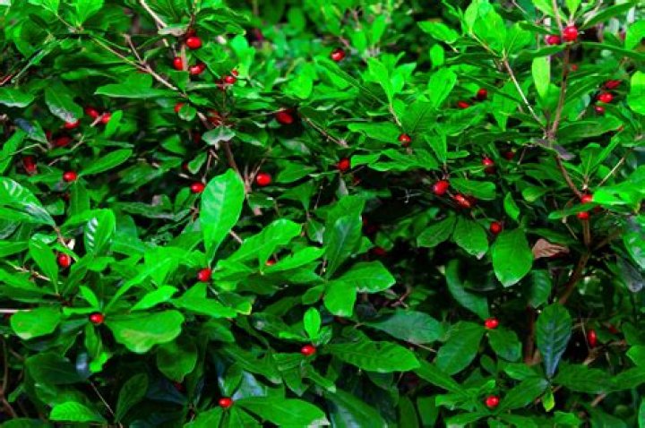 Miracle Fruit Oil Discovery