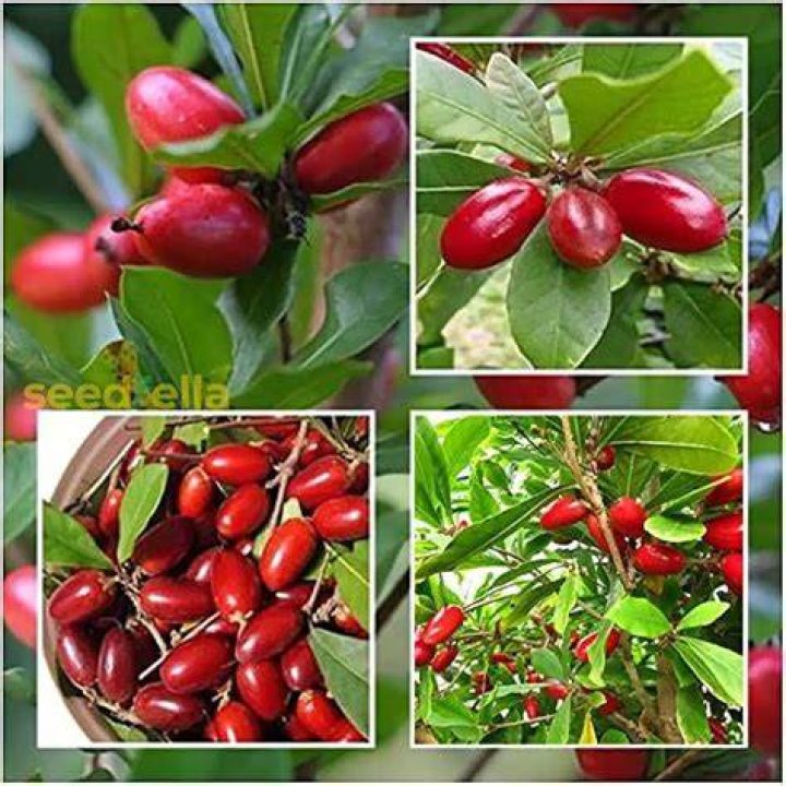 Miracle Fruit Seeds for Planting Synsepalum Dulcificum Etsy