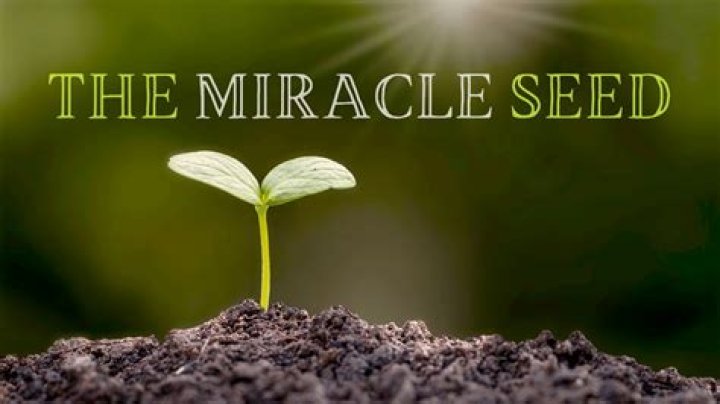 Miracle Seed: The Transformative Power Of Nature's Gift