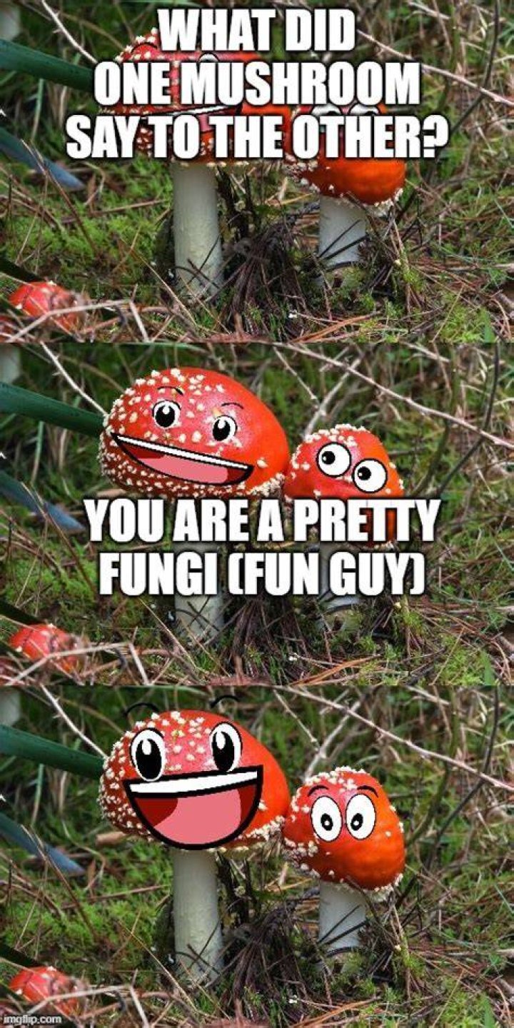 Mushroom fungi joke