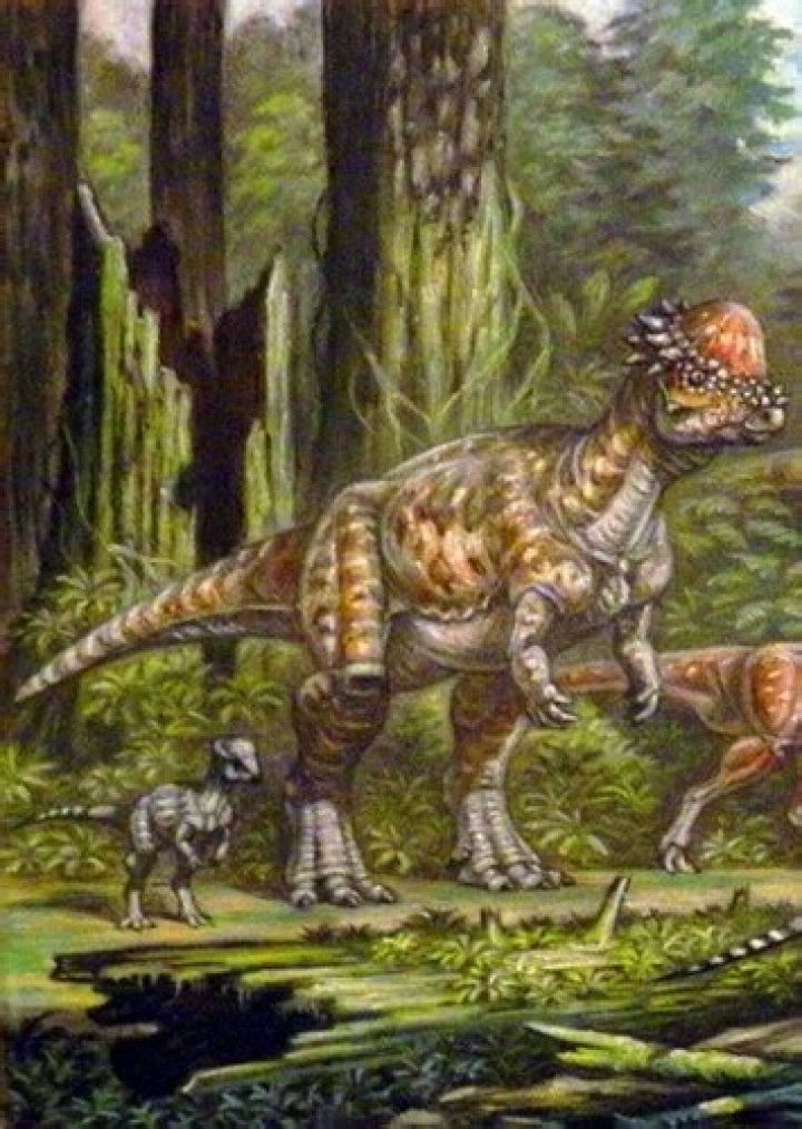 Pachycephalosaurus Fan Casting