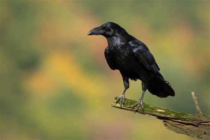 Raven's Flock