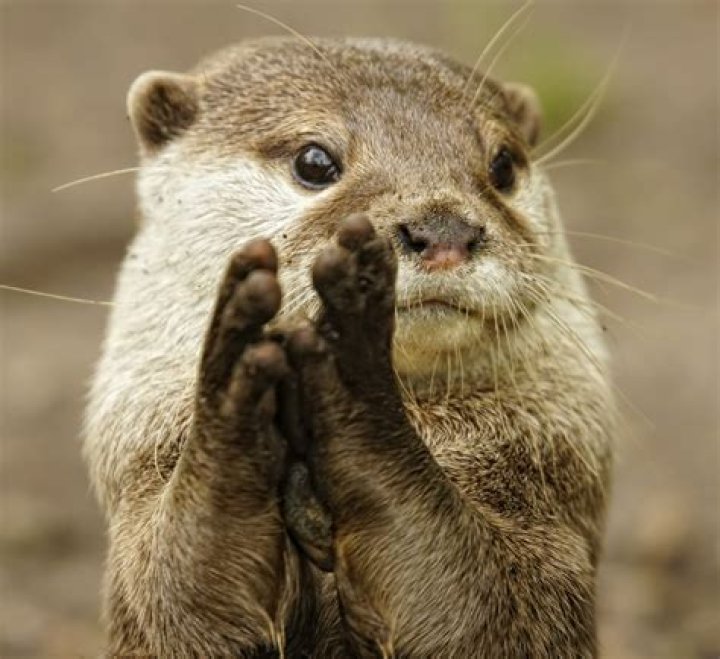 Squirrel Applause Blank Template Imgflip
