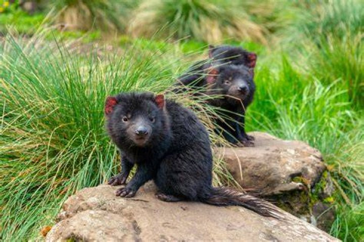 Tasmanian Devil as Wildlife of Ozaar Island in Disney's Animal Kingdom The Movie (2014) 