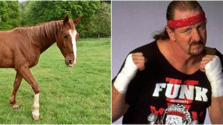 The Story Behind Terry Funk Getting Kicked By A Horse In WCW, Explained