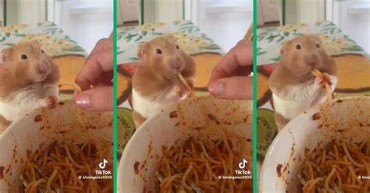 TikTok Hamster: The Cutest Viral Sensation Taking Over Social Media