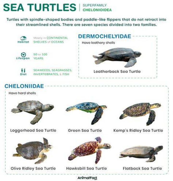 Turtles Facts and List of Different Types with Pictures