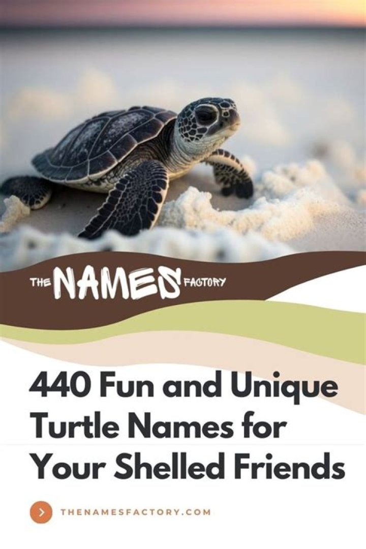 Turtles Names: A Comprehensive Guide To Naming Your Shelled Friends