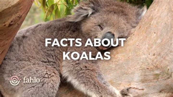 Understanding Koala Stupidity: Myths And Facts