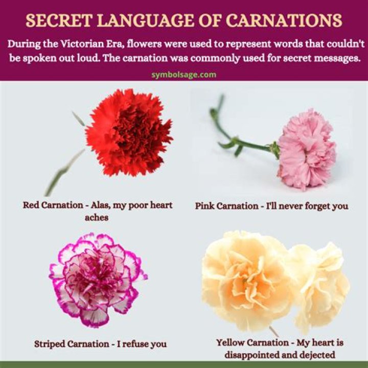 What Do Carnations Symbolize? Carnation flower meaning, Carnation