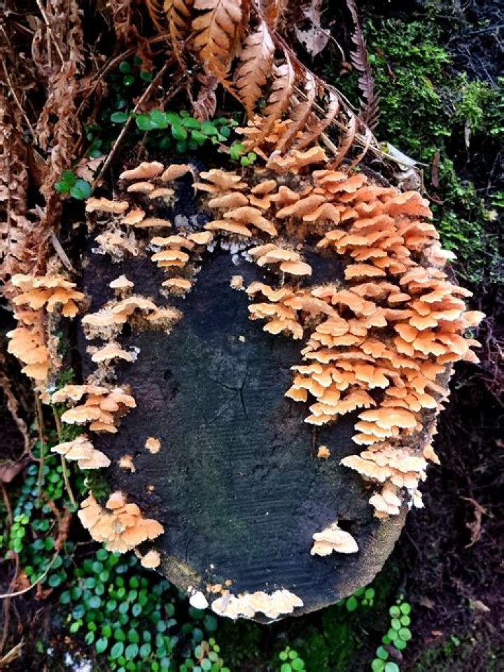 Why did the fungi leave the party? There wasn't mushroom Stuffed