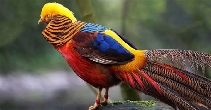 World Of picture Beautiful Bird Pictures